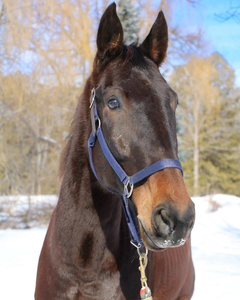 Regal Son (“Sonny”)